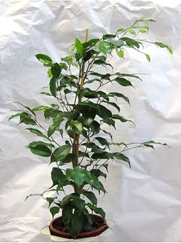 Yeşil Benjamin Bitkisi Ofis Salon Çiçeği Hediyelik 30-60Cm