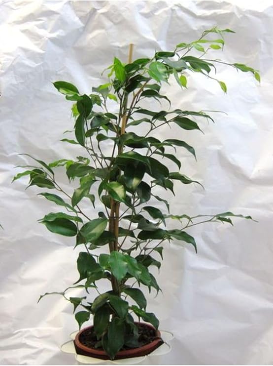 Yeşil Benjamin Bitkisi Ofis Salon Çiçeği Hediyelik 30-60Cm