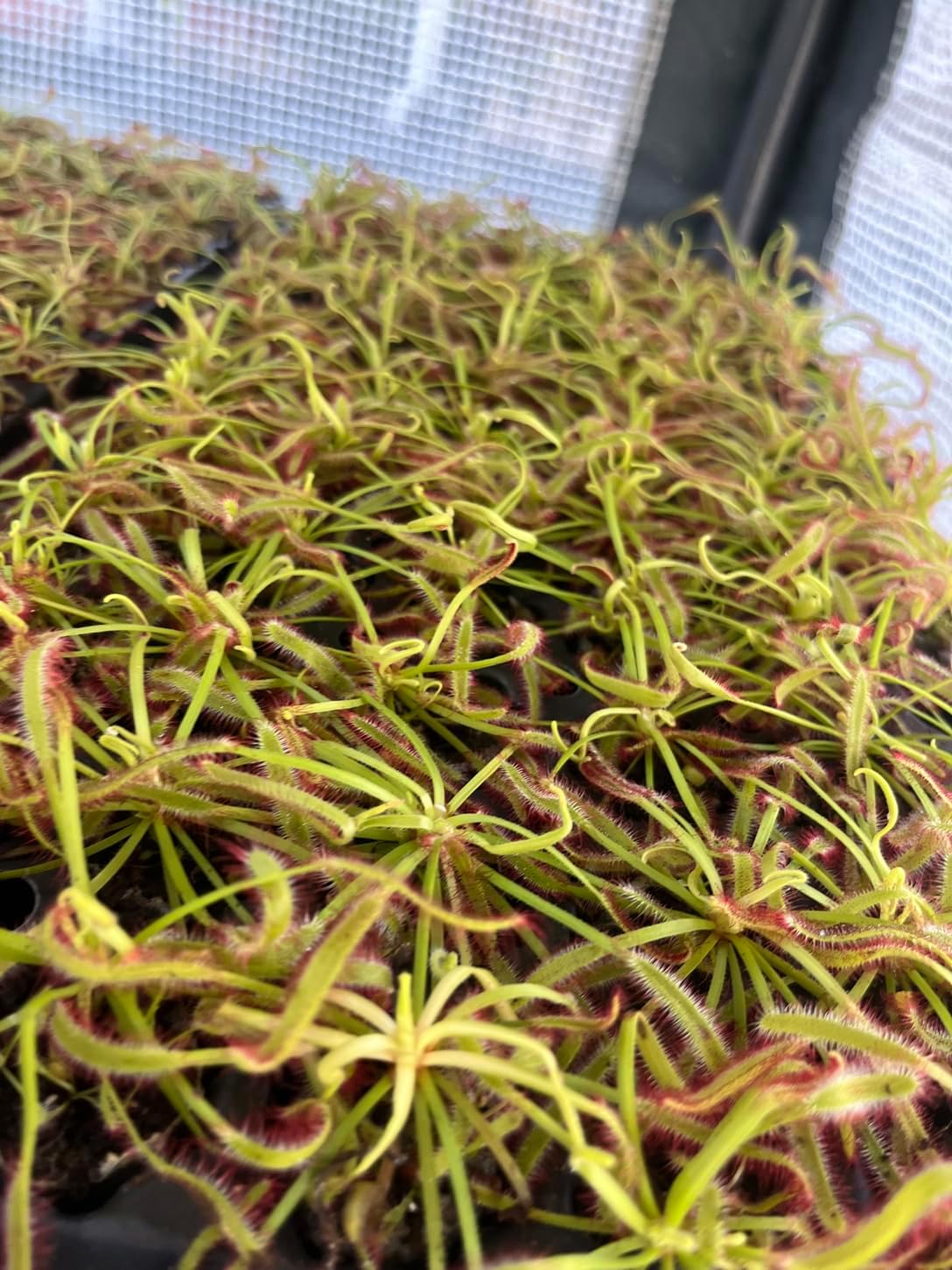 Drosera capensis - Cape Sundew - Live Carnivorous Plant