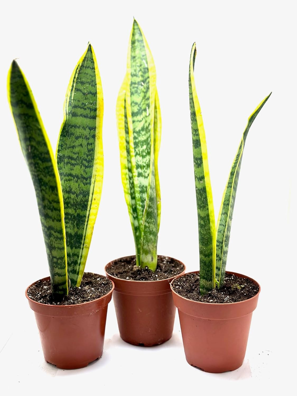Generic Laurentii Snake Plant - Sanseveria - 3 Pack in 4-inch Pot, green