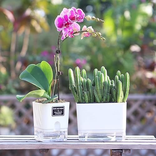 Miniatura 3 de FAMZ Paquete de 4 macetas de autorriego para plantas de interior, hidratación automática, maceta cuadrada transparente para plantas