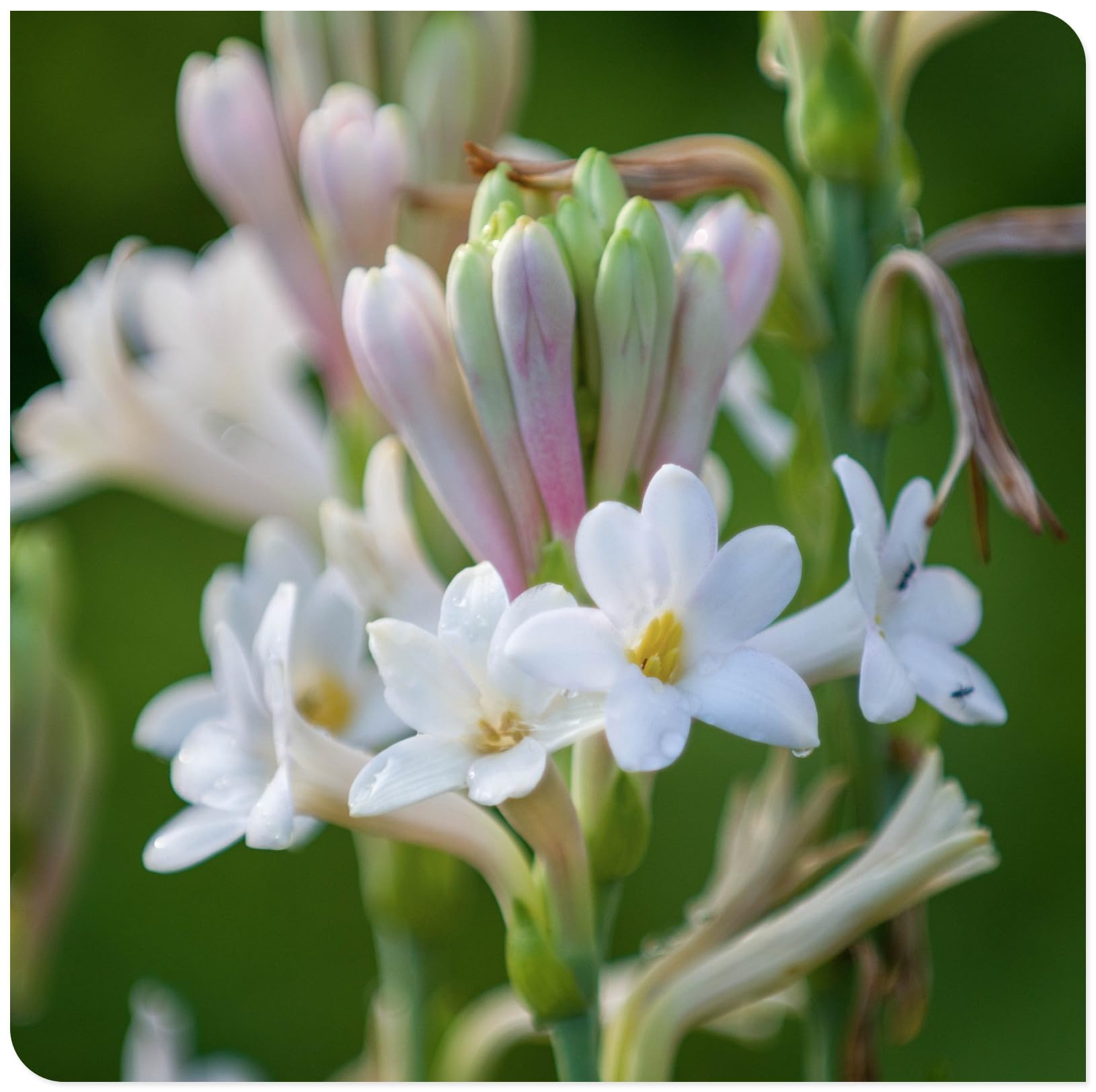 Tuberose Bulbs for Planting Now UK Ornamental Perennial Easy Plant Excellent Display Plant Bulbs Good for Containers Natural Organic Ornamental Greening Flower -10Bulbs-G