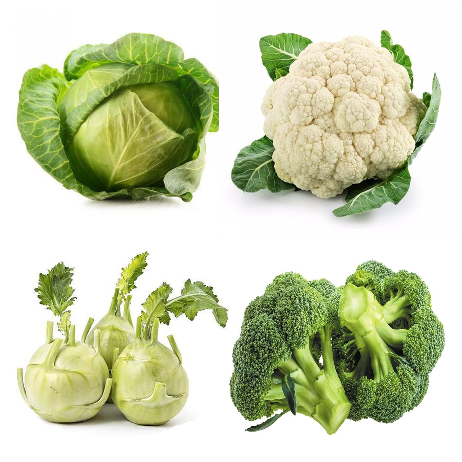 Cabbage Cauliflower Knol Khol Broccoli 50 Each Veg Seeds-image-18