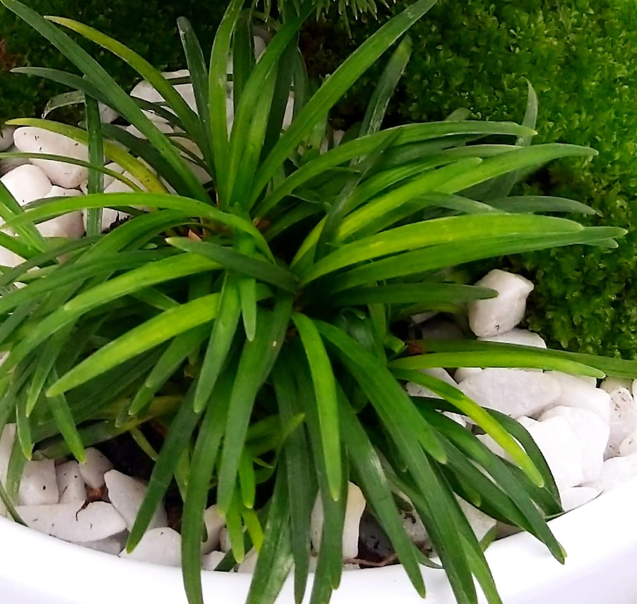 POWERS TO FLOWERS - ABETE BONSAI IN CIOTOLA CERAMICA BASSA, CON OPHIOPOGON, MUSCHIO E DECORAZIONI, CONIFERA BONSAI, CIPRESSO, CORREDATO CON STUOIA IN LEGNO, piante vere