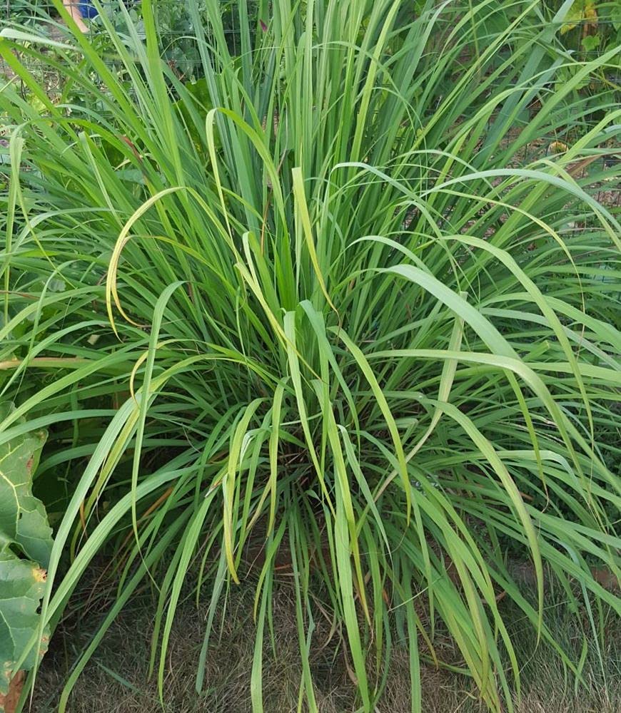 PLANTOGALLERY Lemongrass Herb Organic F1 Hybrid Vegetable Seeds for Home and Garden, (PL-SEEDS-210) (B09B2YVN5W) Amazon Price History, Amazon Price Tracker