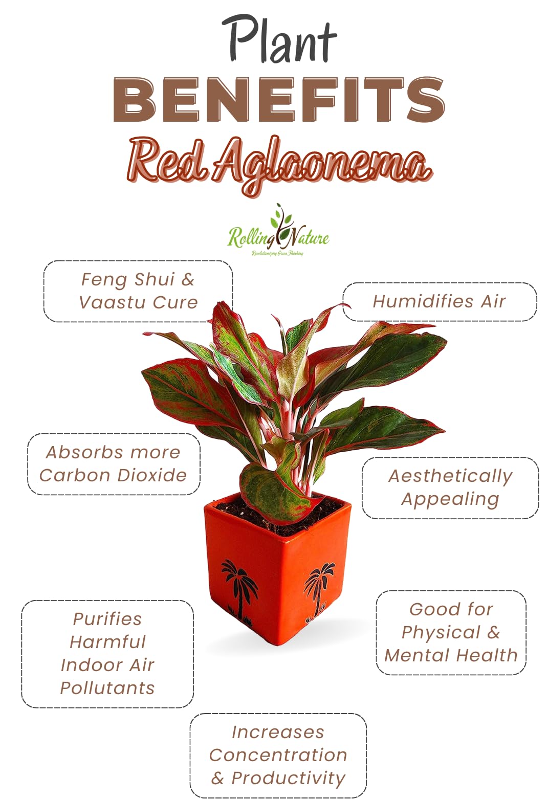 Rolling Nature Air Purifying Red Aglaonema Siam Aurora Chinese Evergreen  Plant In Orange Cube Aroez Ceramic Pot : Amazon.in: Garden & Outdoors