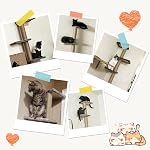 Arbre de chat 5-Tier Sol jusqu'au plafond, 80 Inch Tour de chat réglable en hauteur, arbre d'escalade pour chats d'intérieur, poteau d'échafaudage de chat sisal pour chats à sauter et à grimper, Gery
