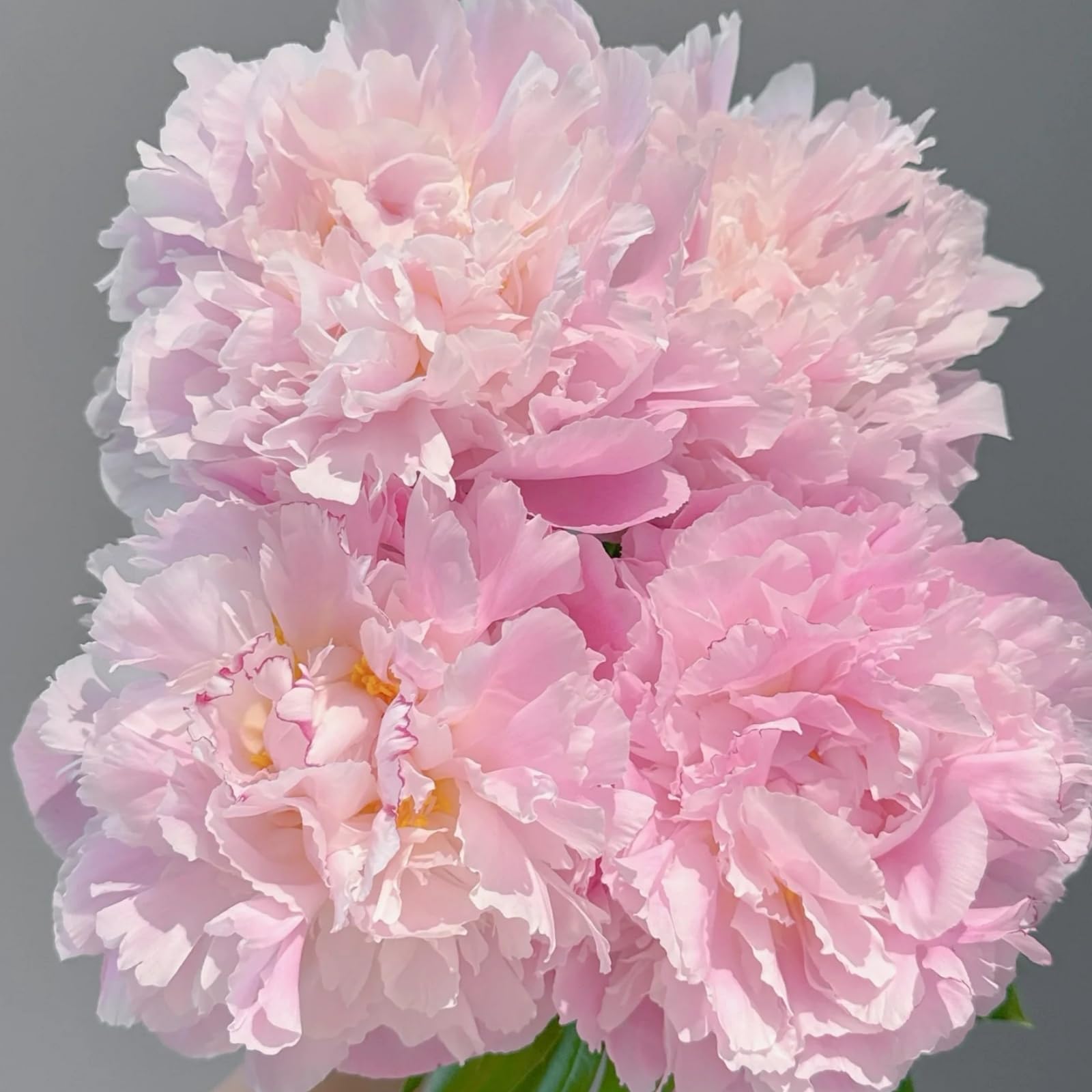 Peony Plants Bulbs Excellent Display Outdoor Perennial Balcony Garden Bulbs Can Be Potted-3bulbs-J