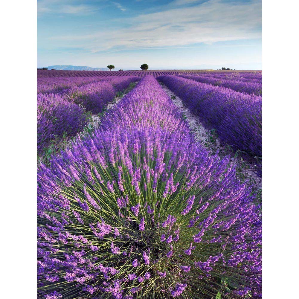 Wee Blue Coo Lavender Field Provence France Morning Flowers Art Print Poster Wall Decor 12X16 Inch