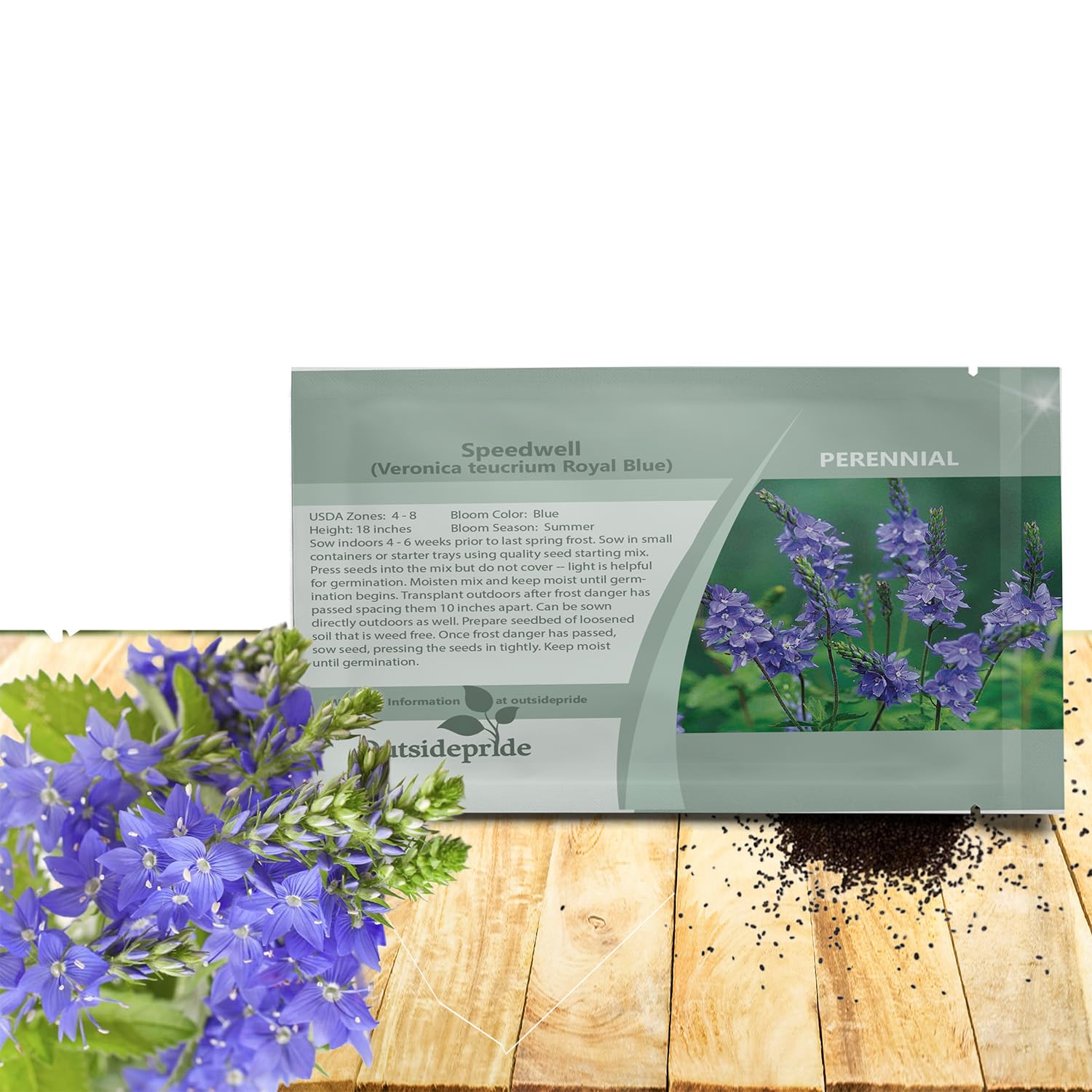 Outsidepride Royal Blue Speedwell Veronica Seeds for Planting - 1000 Pcs Pollinator-Friendly Perennial Flowers w/Upright Spikes,Tall & Tidy Growth for Smaller Gardens, Containers, or Borders