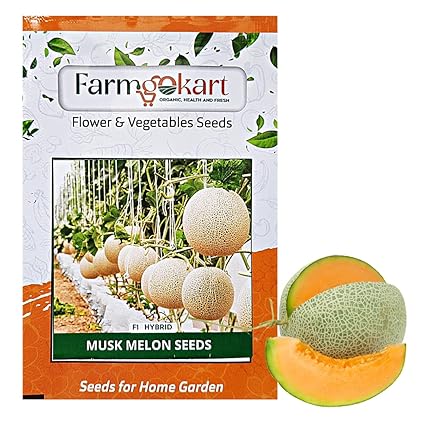FARMGOKART 5 Gms MUSK MELON F1- HYBRID SEEDS, Vegetable and fruit Seeds for Home Gardening, Farming, Hydroponics and Poly Houses