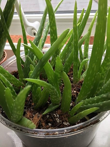 Scoutseed One Aloe Vera Barbadensis Miller Planta De Bebe 15 Cm Amazon Es Jardin