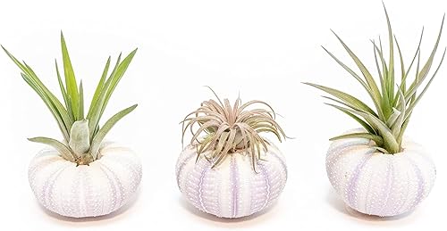 Miniatura 1 de Air Plant Shop Paquete de 3 erizos de mar morados con plantas de aire surtidas, suculentas, Tillandsia viva, plantas de interior y exterior de fácil