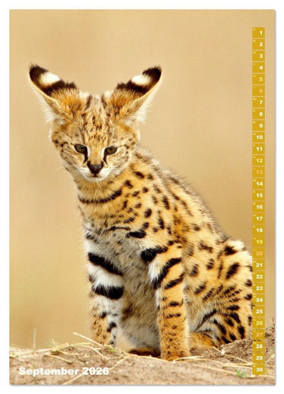 Raubkatzen: Die Jäger auf leisen Pfoten (hochwertiger Premium Wandkalender 2026 DIN A2 hoch), Kunstdruck in Hochglanz: Sprungkraft, Eleganz und Schönheit: Jaguar, Löwe und Tiger (CALVENDO Tiere)