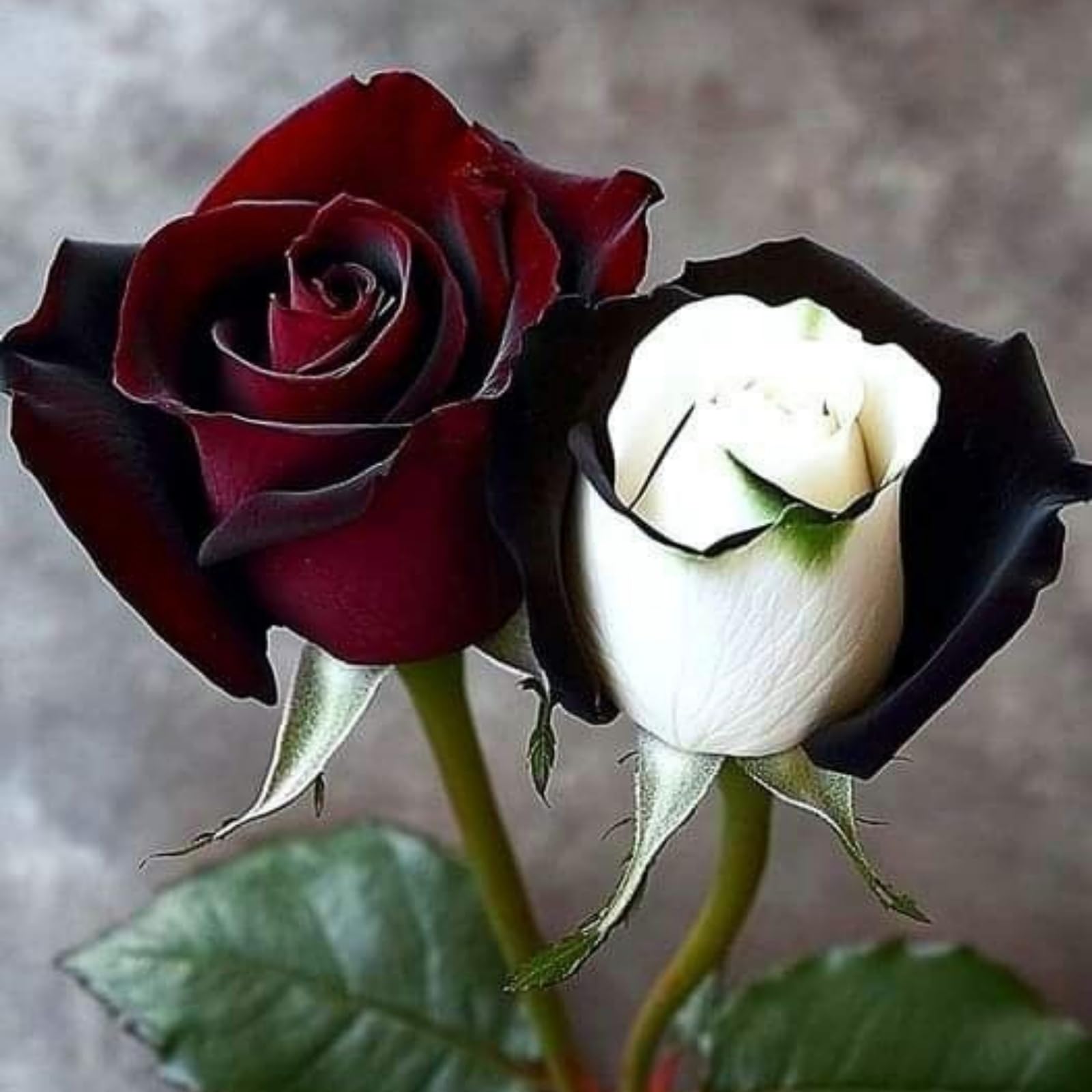 Excellent Rose Rhizome, Hardy Perennial, Garden Decoration, No Watering Required, Professional Planting, Suitable for Spring and Autumn-5 Rhizome-A