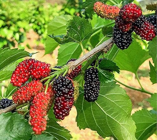 Miniatura 5 de cn herb 4.41 oz de morera seca flor y té de frutas sin lavado morera seca limpia sin arena