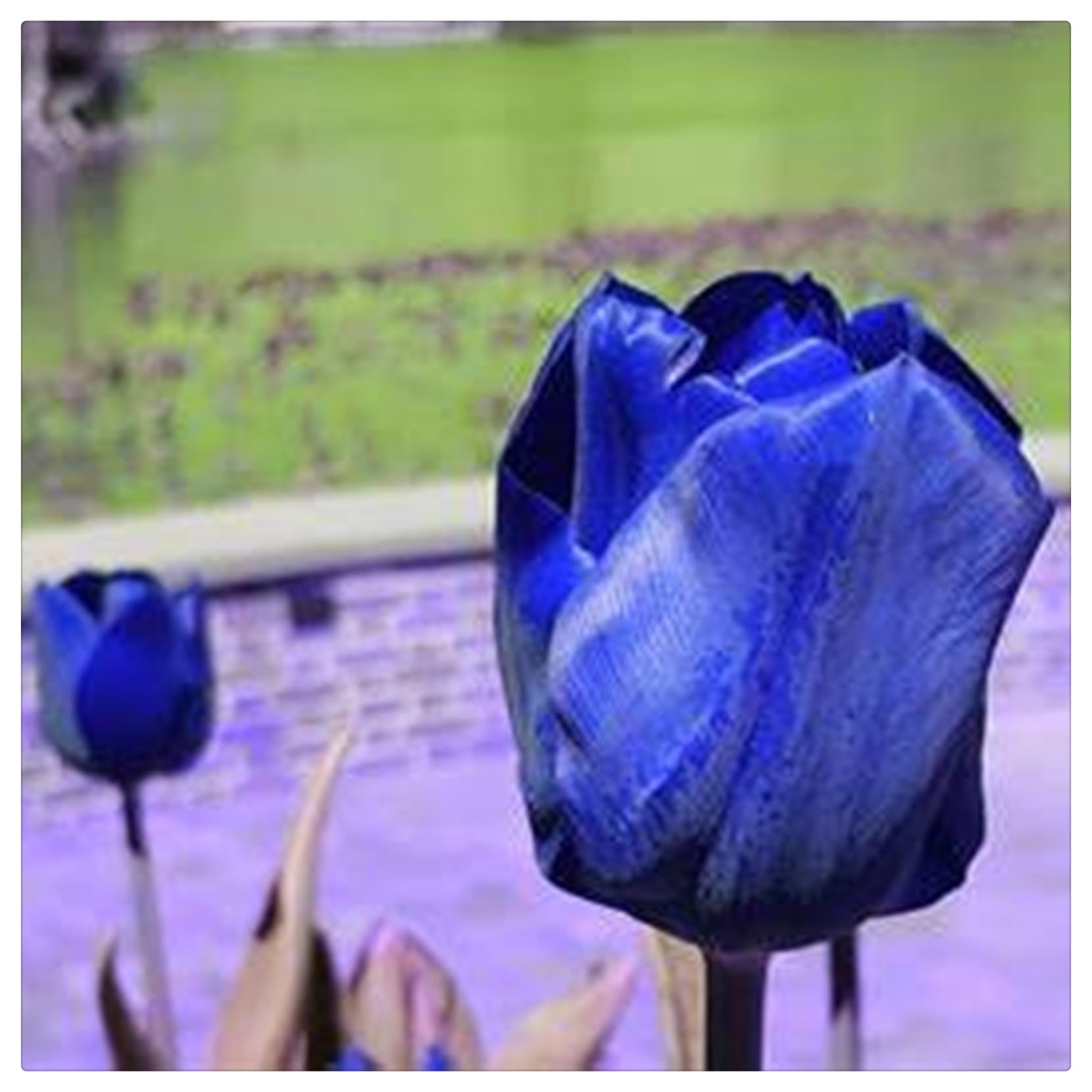 6 Bulbi Di Tulipano Sani E Vigorosi – Robusti, Compatti, Con Buona Germinazione, Adatti A Giardino E Balcone - Foto 6
