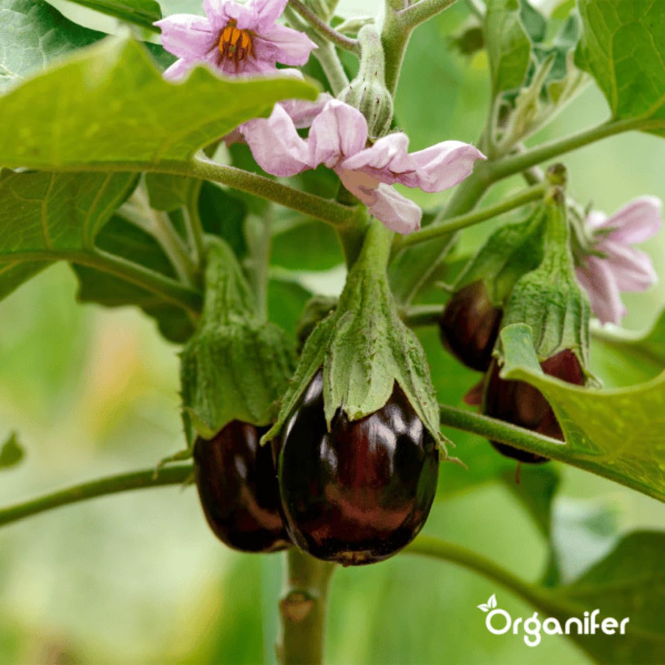 Organiczny Pakiet Nasion Warzyw | Nasiona Pomidora - Nasiona Ogórka - Nasiona Papryki - Nasiona Papryki - Nasiona Cukinii - Nasiona Organiczne - Organifer