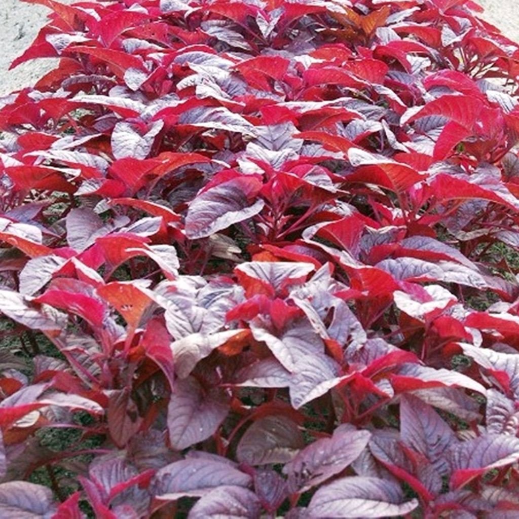 Planthub Red Spinach Seed, Amaranthus Leaf Lal Saag Cheera Seed - Pack of 500 Seeds (B07R5GPX7D) Amazon Price History, Amazon Price Tracker