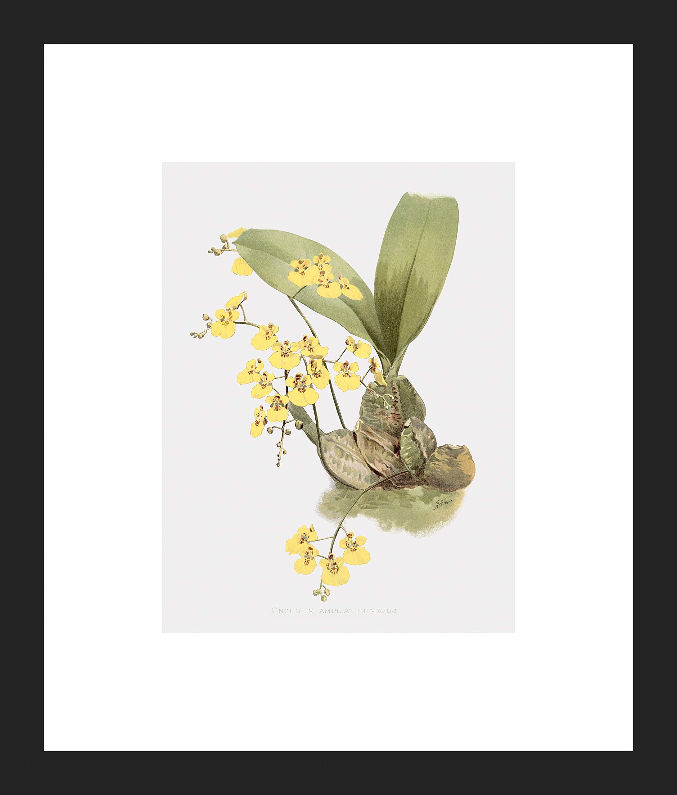 Amazon.com: LIVESTOCK Oncidium Ampliatum Majus Broad Pseudobulb