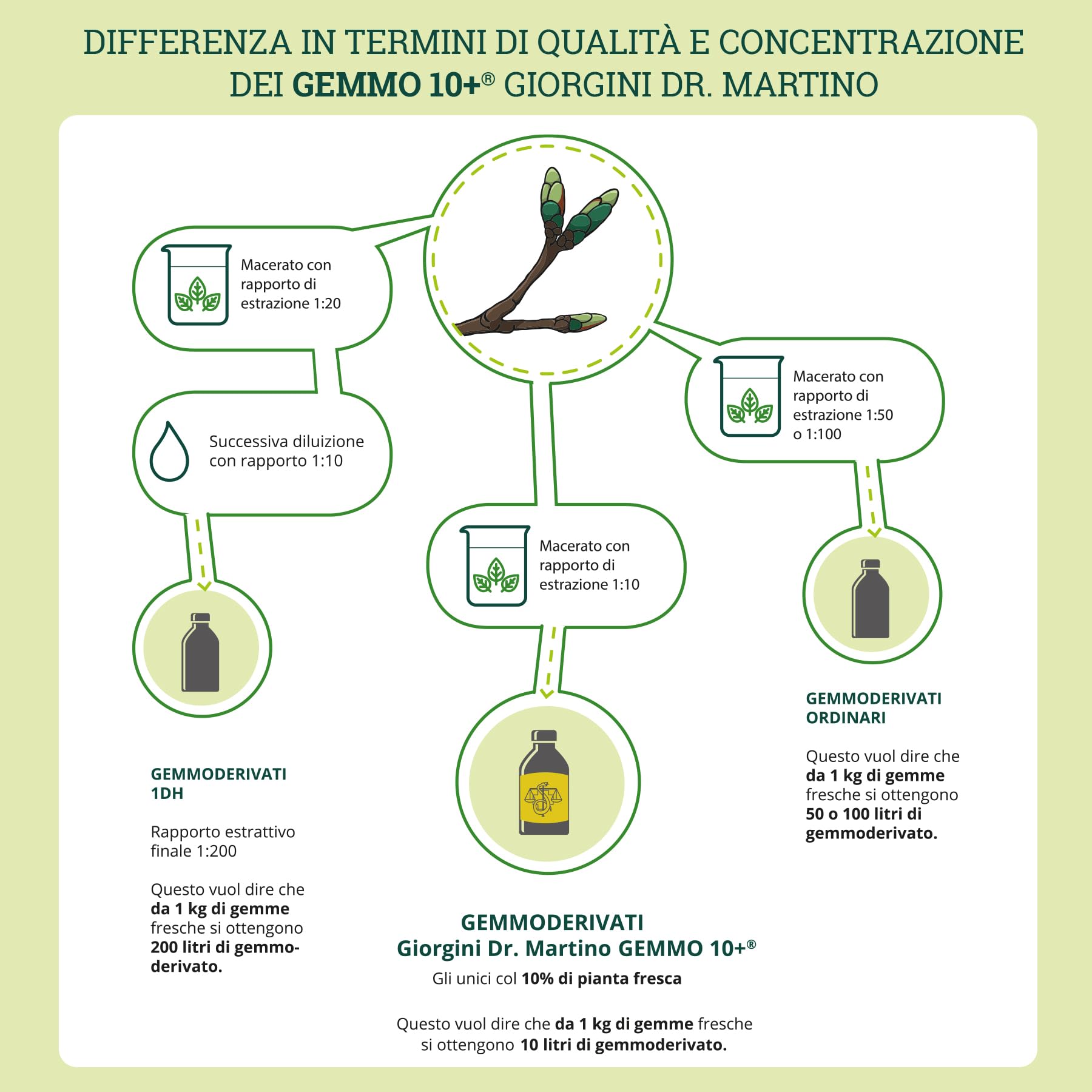 Dr Giorgini Integratore Alimentare, Olivo Gemmoderivato Concentrato Liquido Analcoolico - 500 ml