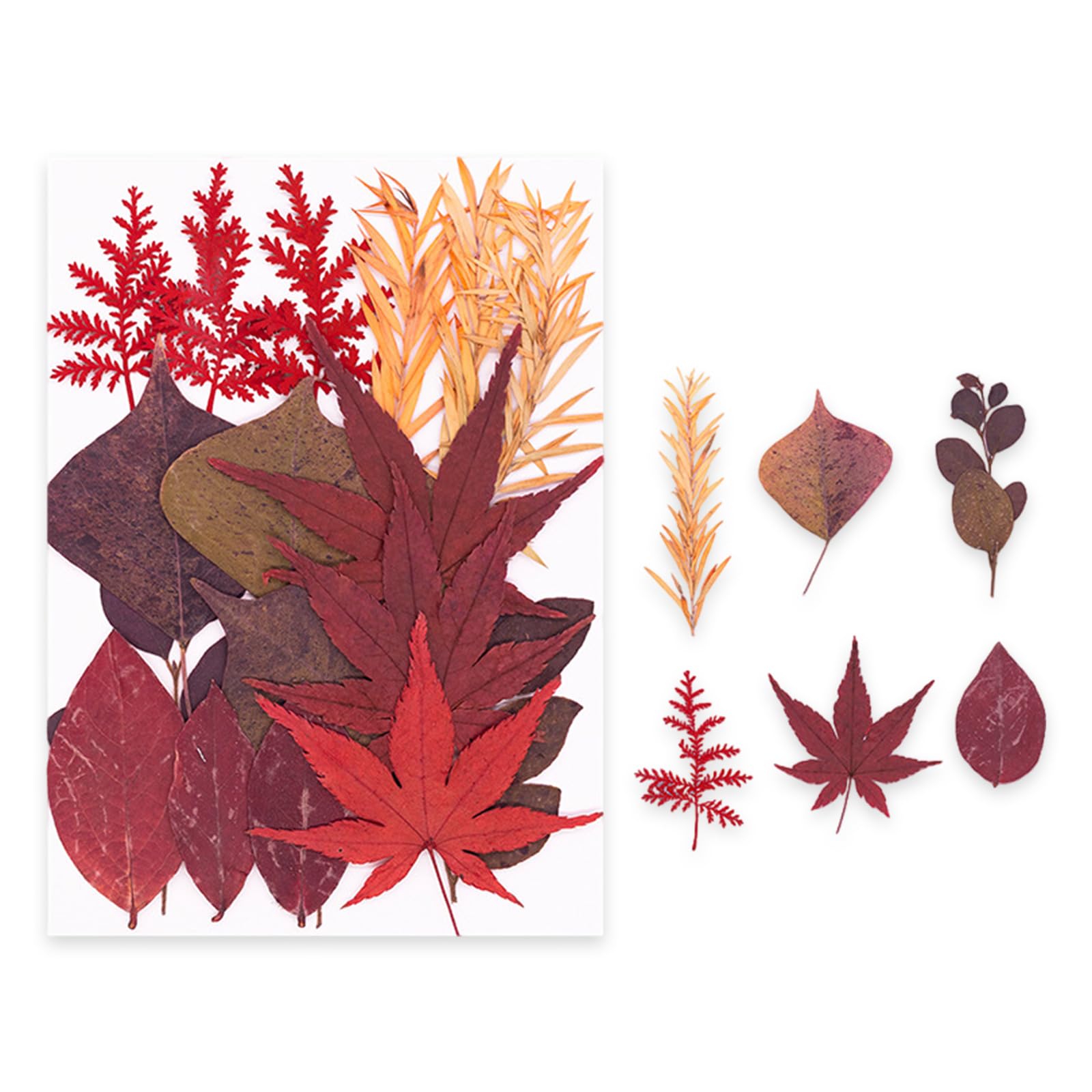 NVOQILIN Natural Flower Preservations Set Home Decors Dried Flower for Scrapbooking Wedding Decorations and Artistic Designs Dried Set Preserved Plant Art Supplies Gifts