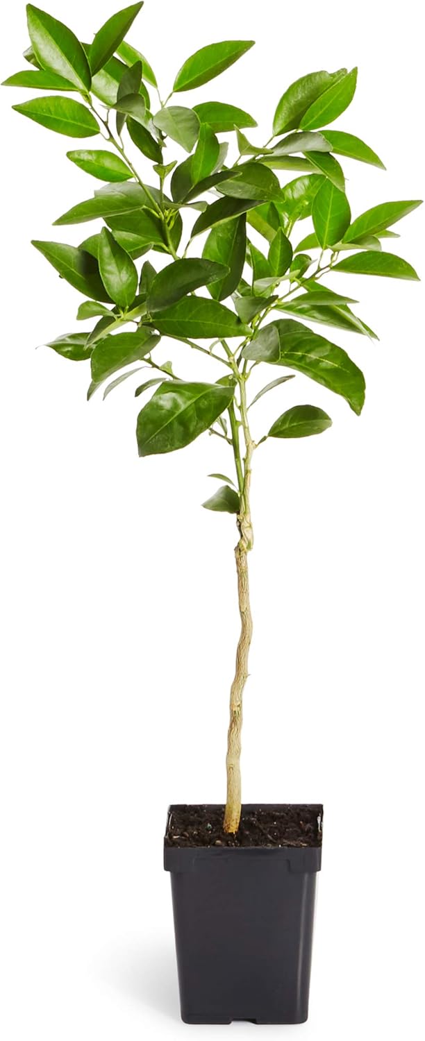 Brighter Blooms - Blood Orange Tree, 2-3 ft. - No Shipping to AK, AL, AZ, CA, FL, GA, HI, LA, MS, OR, TX