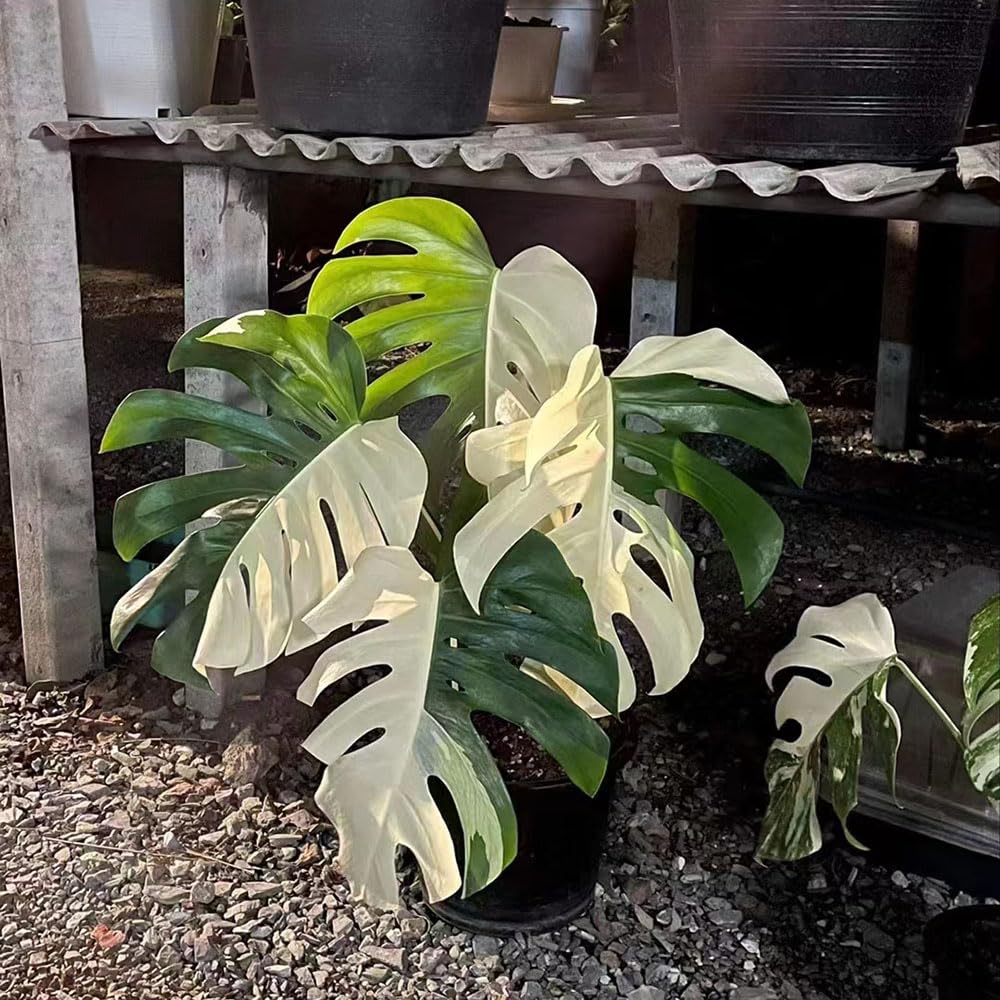 philodendron melanochrysum steckling Philodendron Melanochrysum Variegated – DingPlants main image 1