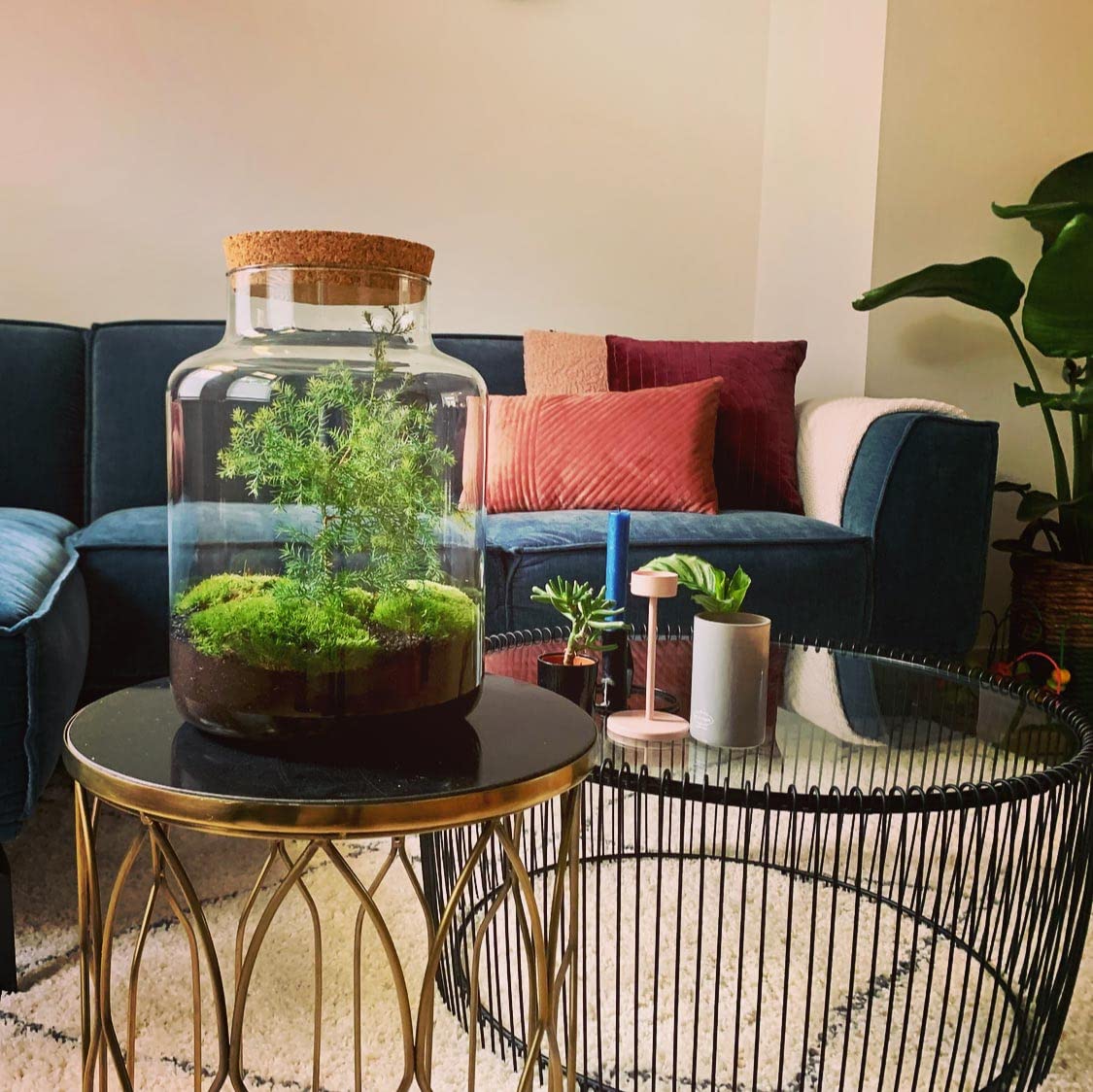 urbanjngl - Planten Terrarium im Glas - Weihnachtsbaum - Selbstregulierendes Ökosystem - Höhe 28 cm - Dekoratives Pflanzenarrangement für Ihr Zuhause