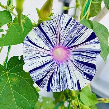 Amazon.co.jp: 朝顔の種 江戸風情 50粒+α あさがお : ホビー