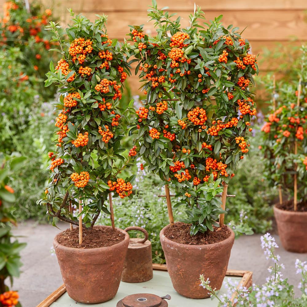 YouGarden Pyracantha 'Orange Star', Established Plant in 9cm Pot, Ready to Plant, Thorn-Free Shrub with White Summer Flowers and Orange Autumn Berries