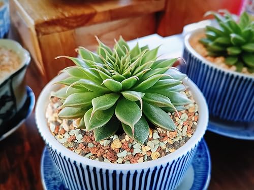 Miniatura 5 de Gritty Mix - Mezcla de semillas para suculentas y cactus de 2.4 libras, drenaje más rápido, pH optimizado sin pudrición de la raíz