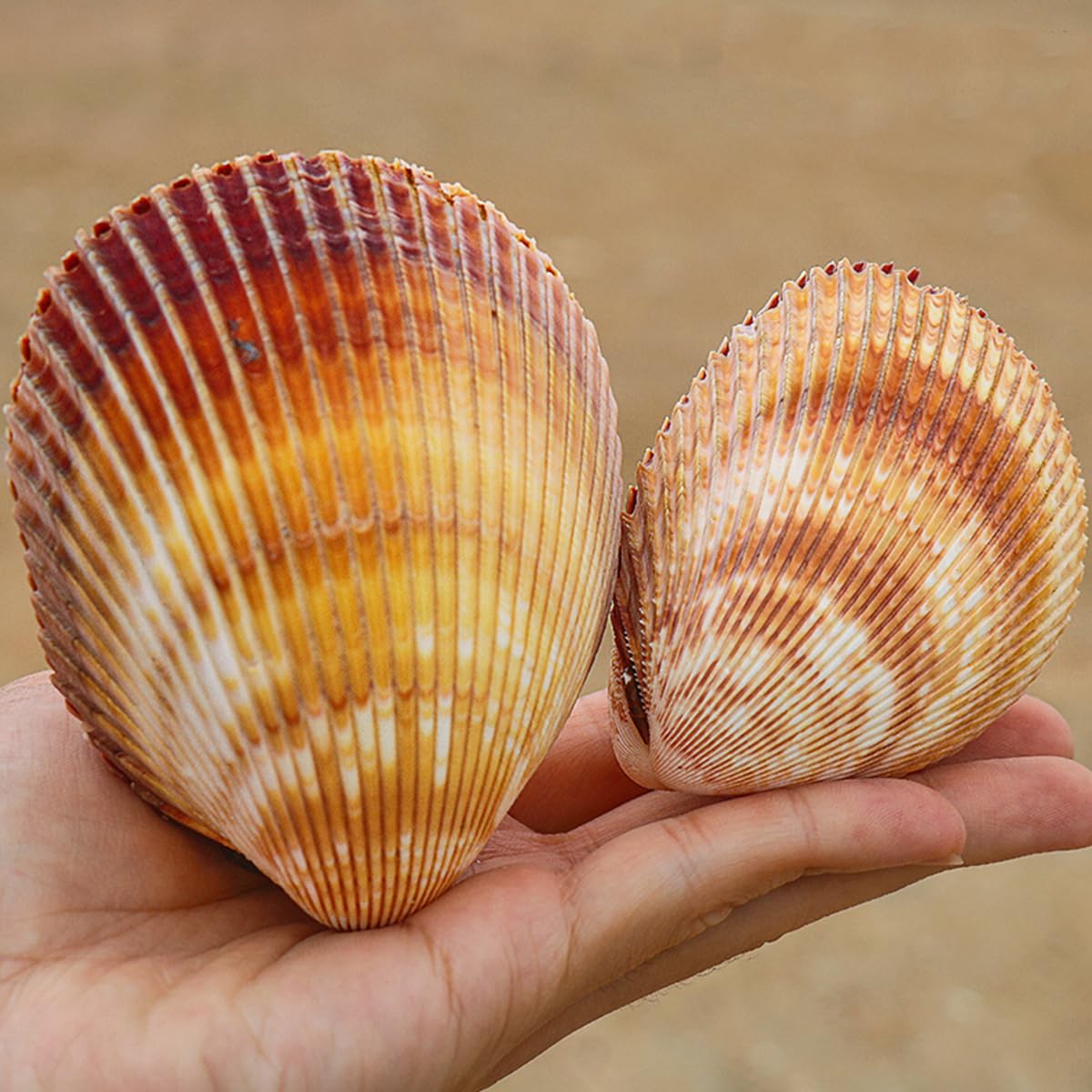 Muscheln, Große Muschelschalen zur Dekoration, natürliches, seltenes Meer, 7–10 cm, for Themenpartys, Heimdekorationen, Aquarien(9~10cm)