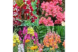 Limited Edition Snapdragon Flower Seeds: Grow a Rainbow of Blooms