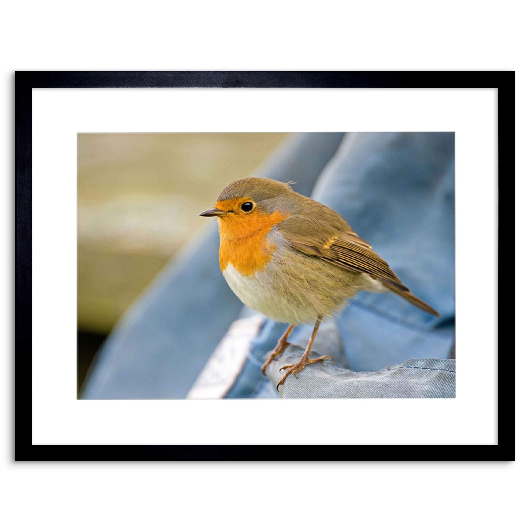 Wee Blue Coo PHOTO NATURE ROBIN BIRD RED BREAST FRAMED PRINT F97X6244
