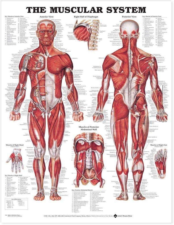The Muscular System Giant Chart
