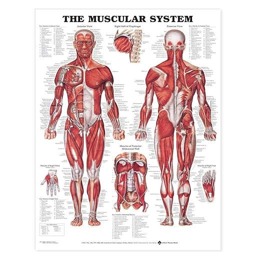 Giant Muscular System Wall Chart 42 by 62 inches
