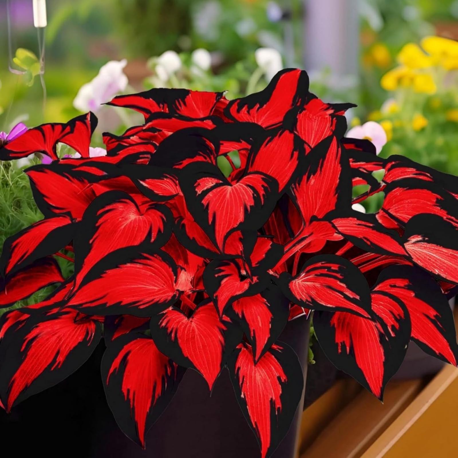 Refined Hosta Bulbs Perennial UK, Rare and Beautiful Hostas Rhizome in Bulk,Planting for Stunning Garden Displays-4 Bulbs-E
