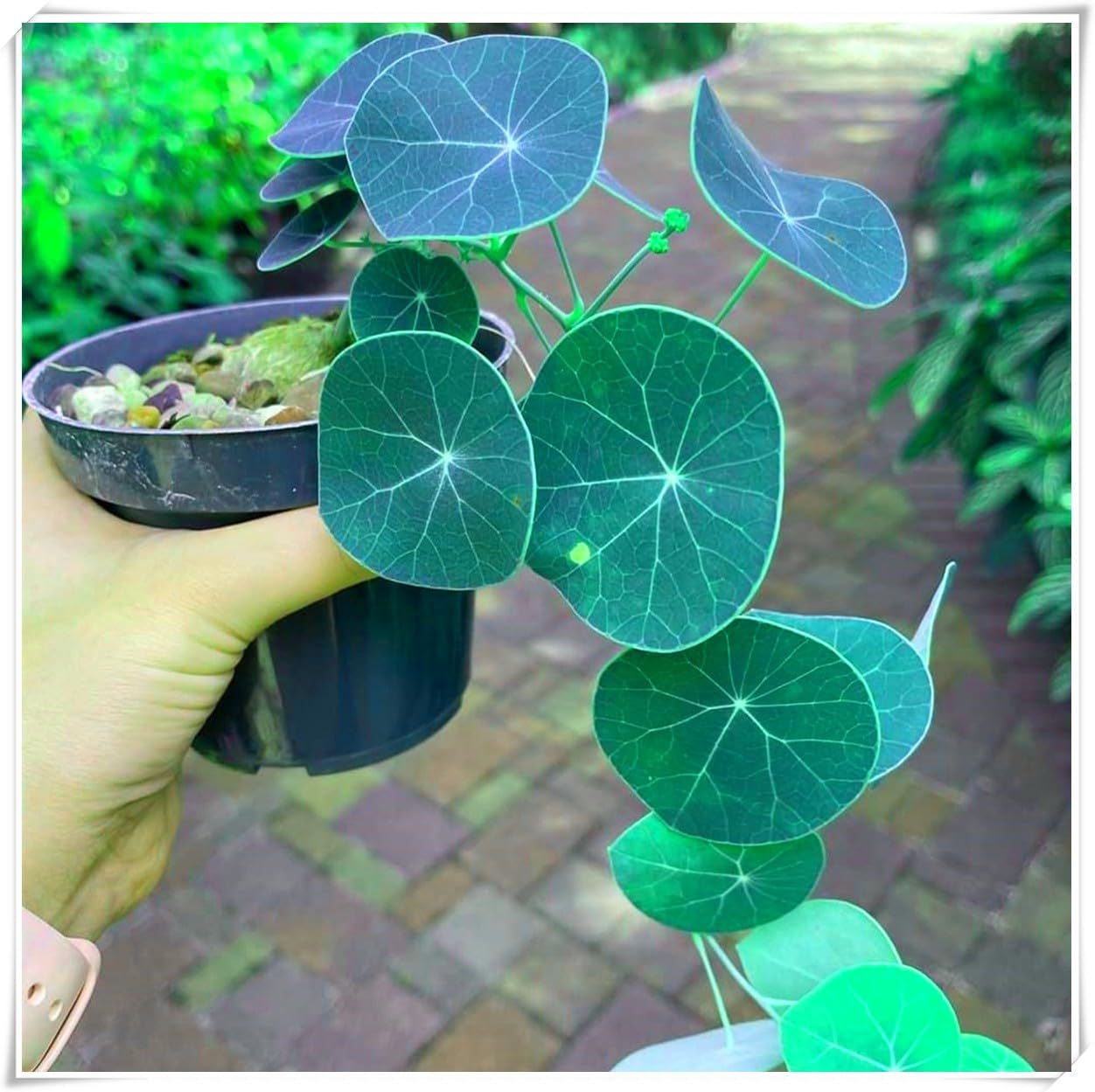 Excellent Display,Flowering Rhizome, Stephania erecta Bulb, Stephania erecta Plant-2 Bulb-G