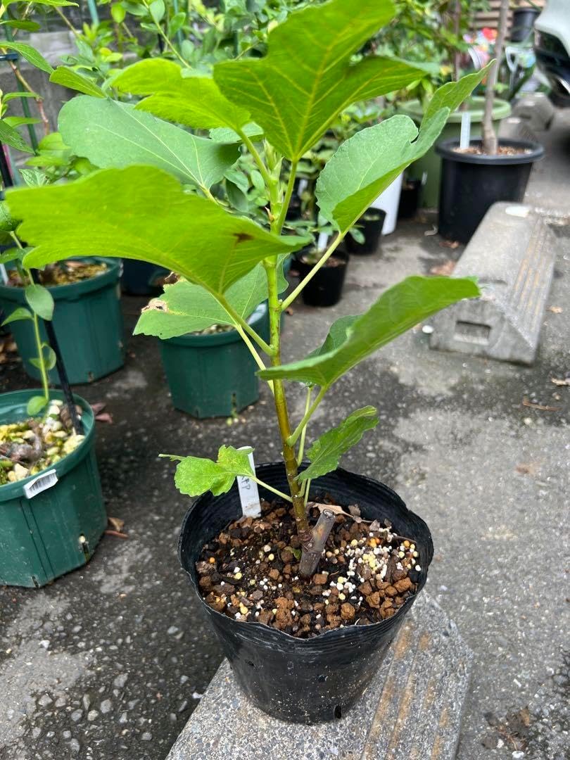 挿木苗 穂木 イチジク TFH C0078 カプリ種 挿木苗 イチジク ぎょきん