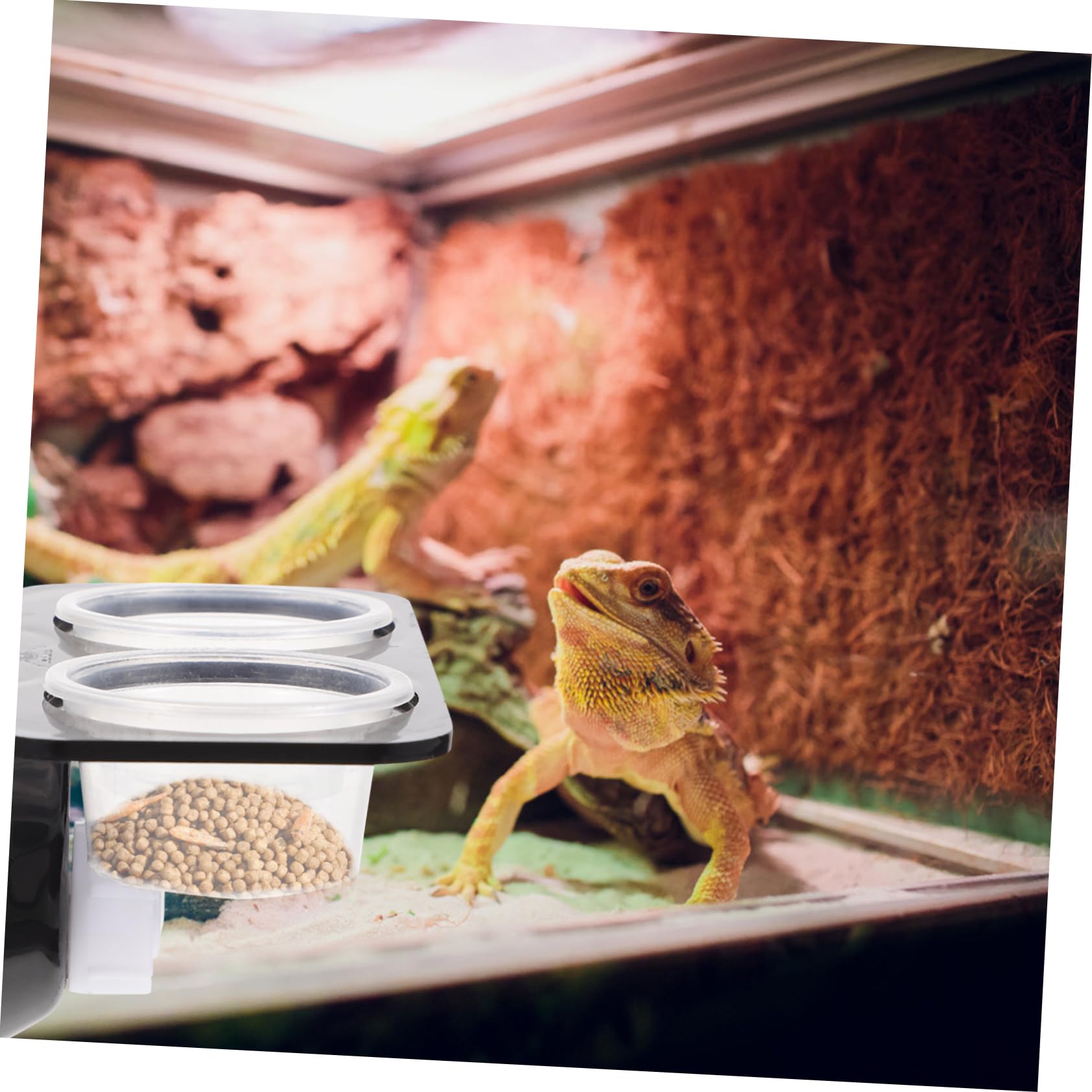 BESPORTBLE 3juegos Comedero De Reptiles Ventosa Tazón De Agua y Comida para y Pequeñas Diseño y Seguro Doble Plato y Cuencos Adicionales
