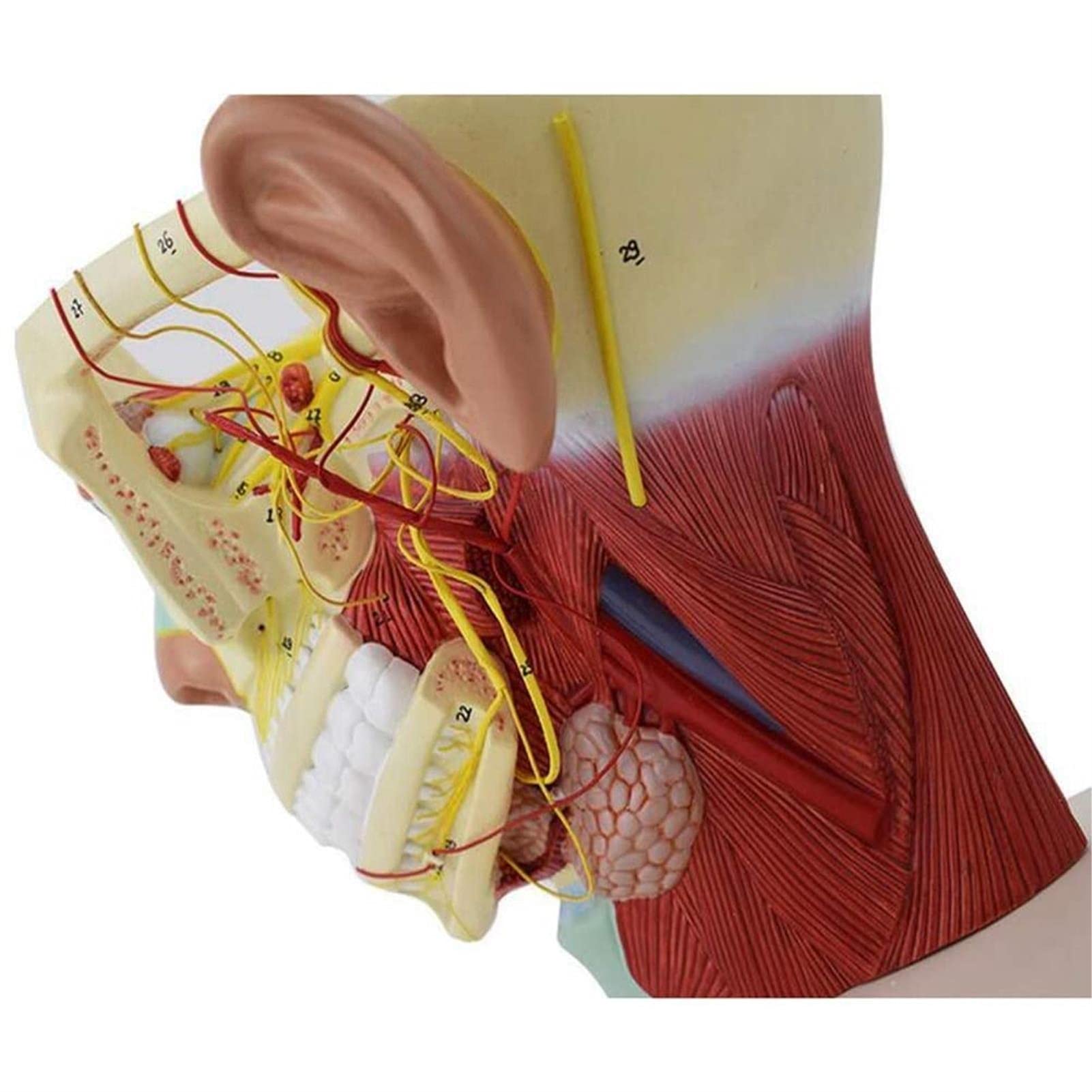 Modele medyczne, Model anatomii ciała, Model nerwów głowy człowieka, Neuroanatomiczny model czaszki, Materiały medyczne do nauczania Model czaszki, Model dwunastu par nerwów czaszkowych
