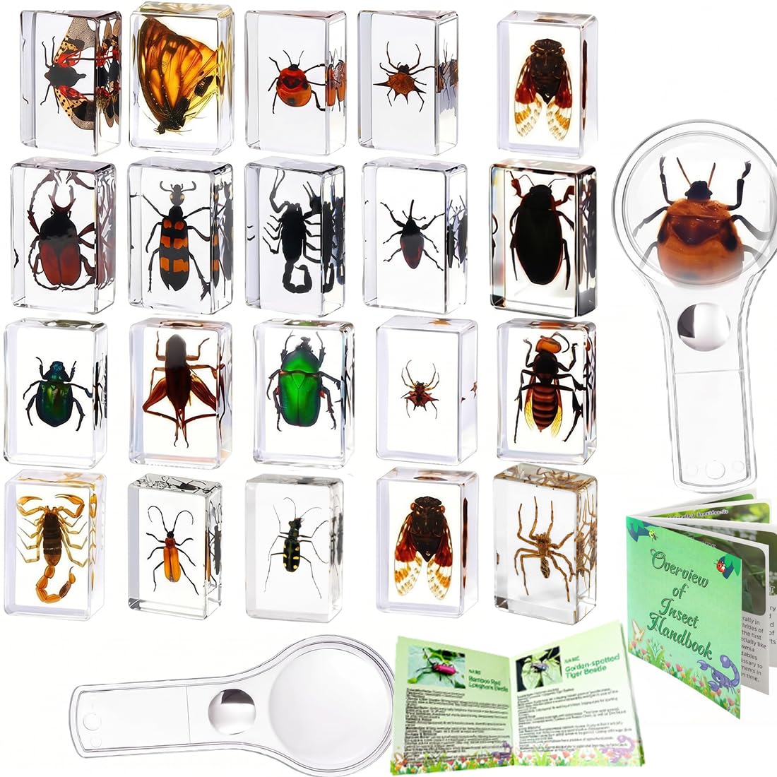 Insekten in Harz Sammlung, Lehrreiches Käfer-Spezimenset für Kinder, Ideal für Vorschule, Klassenzimmer-Naturkunde und Heimdekoration (20 Insect Styles)
