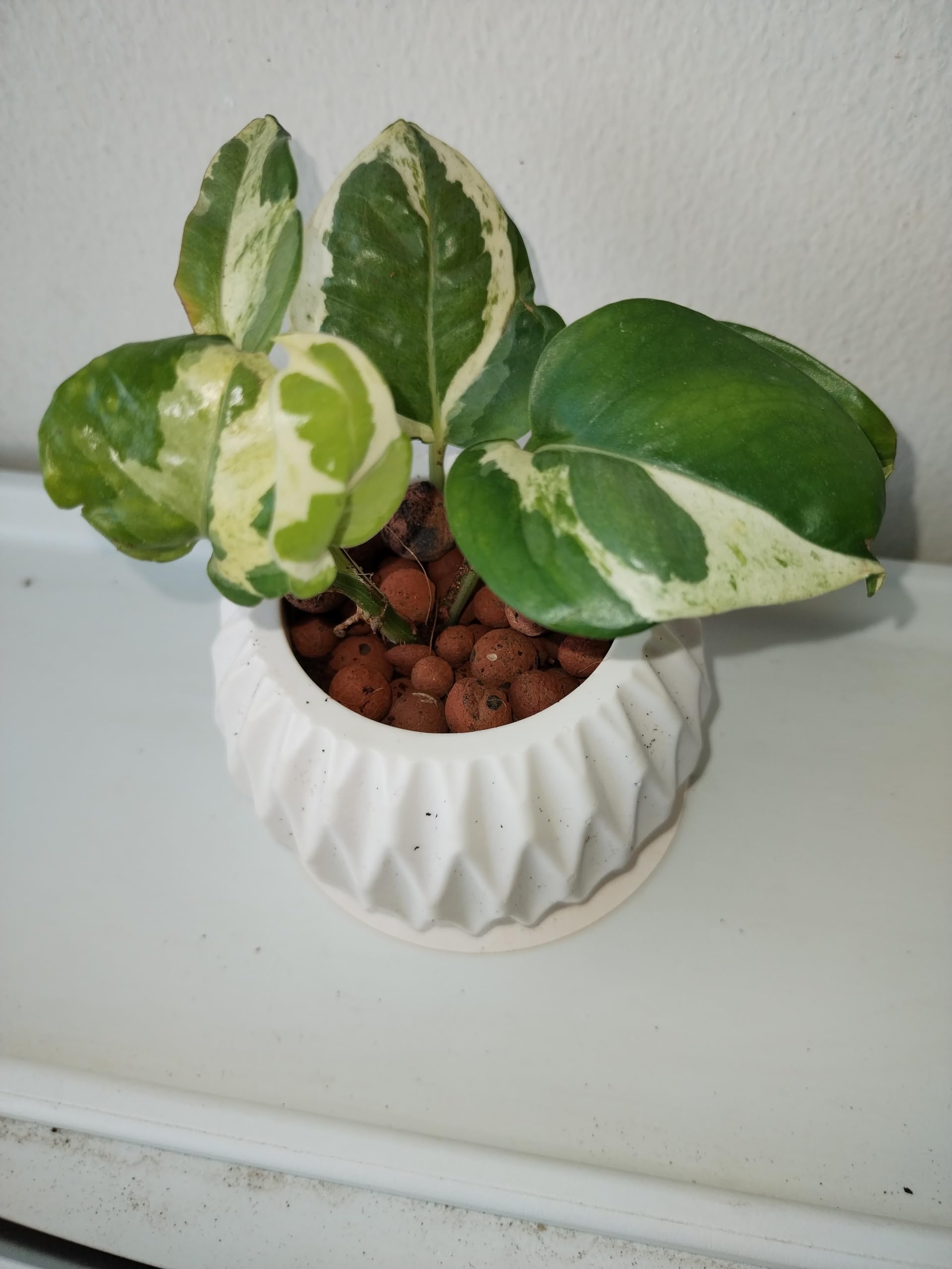 Live NJoy Pothos With Vase