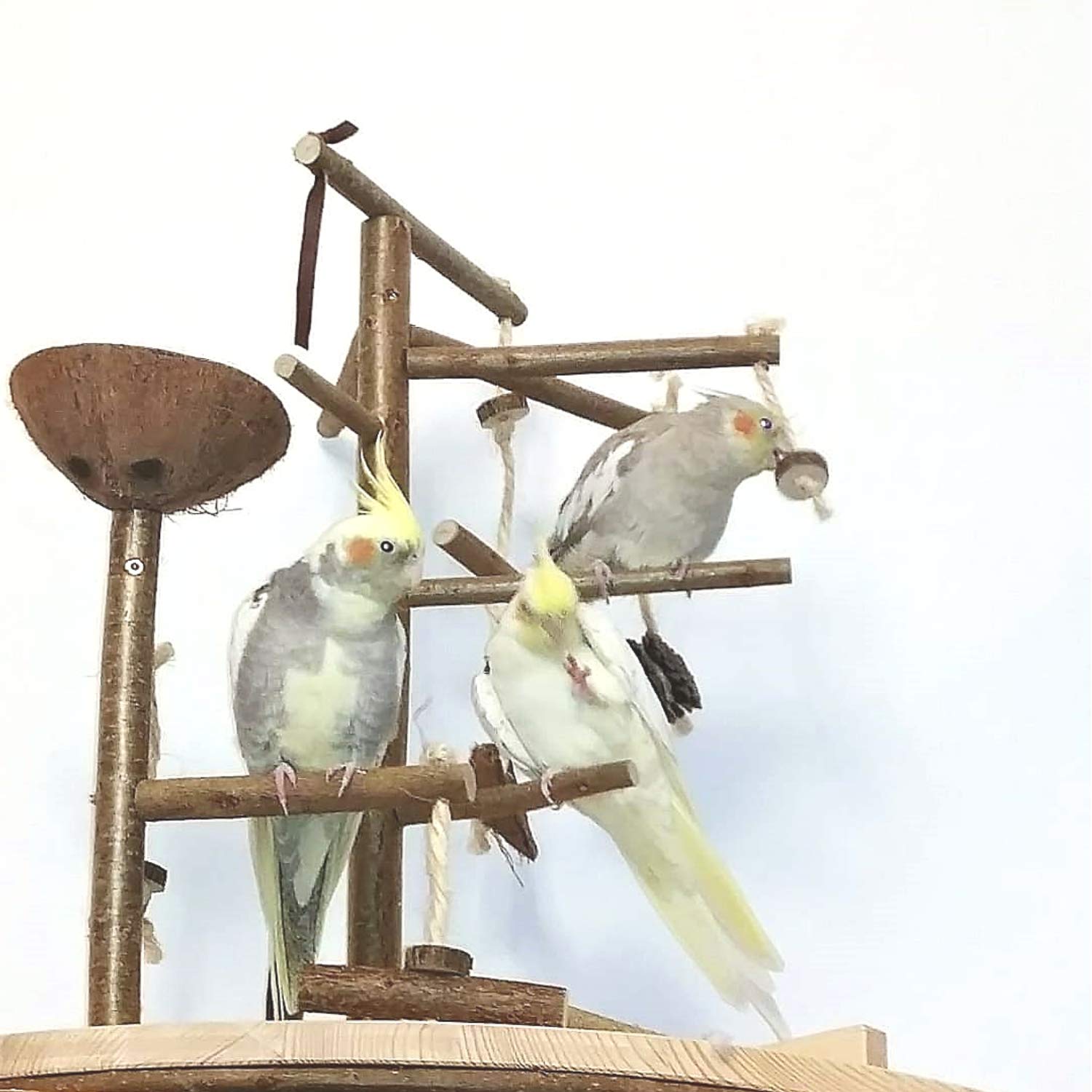 Vogelgaleria® Premium Vogelspielplatz groß für die Wand-Montage | 2 abnehmbare Natur Kletterbäume aus Holz, Kokosnuß Futternapf, Schaukel | Ideales Vogelzubehör für Wellensittiche Nymphensittich