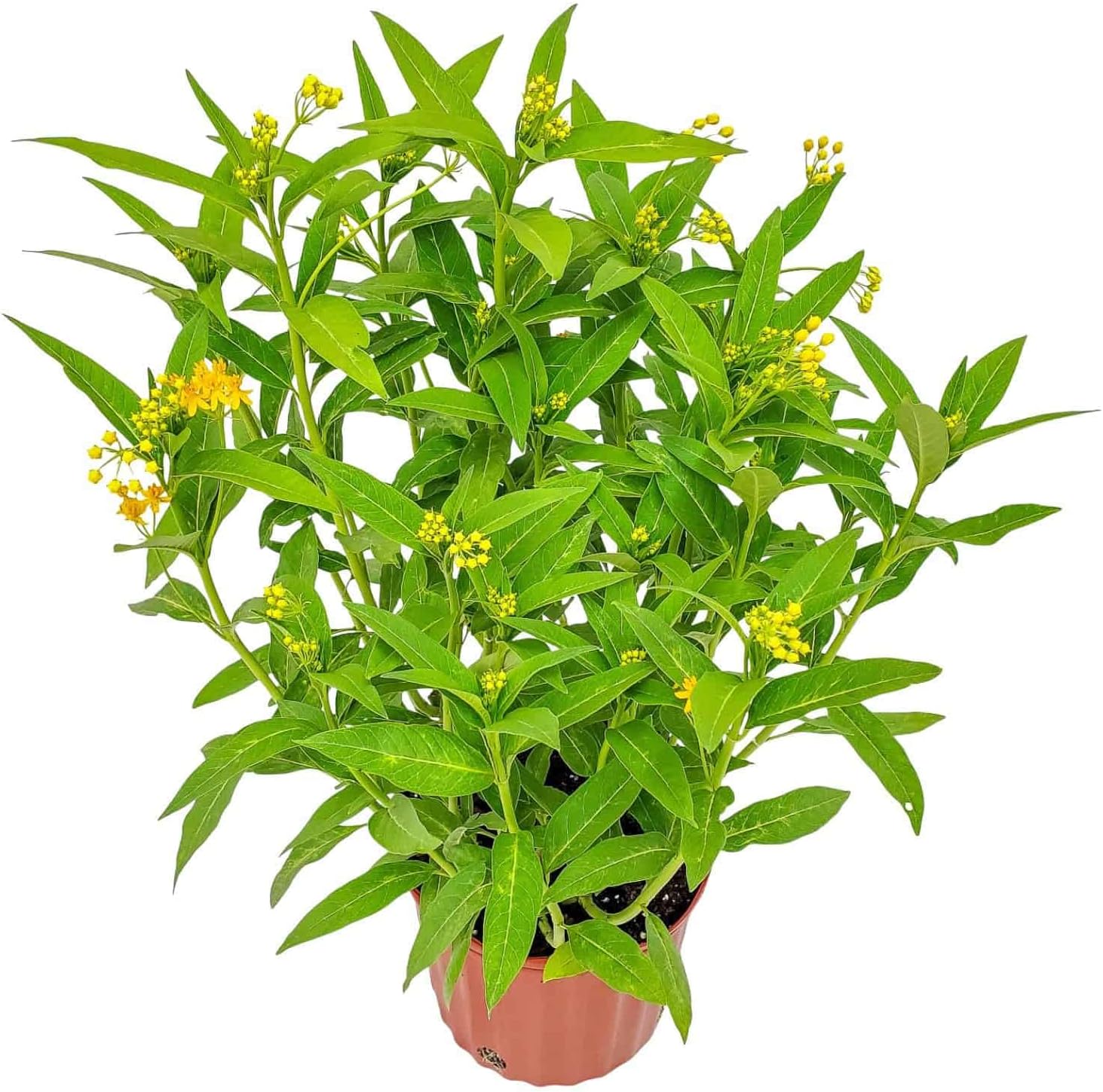 Live Yellow Milkweed Plant (Asclepias Curassavica) – 3 Gallon Pot, 28–34” Tall – Butterfly Host & Pollinator Attractor for Outdoor Gardens, Monarch Habitat Native Perennial, Grown in the USA