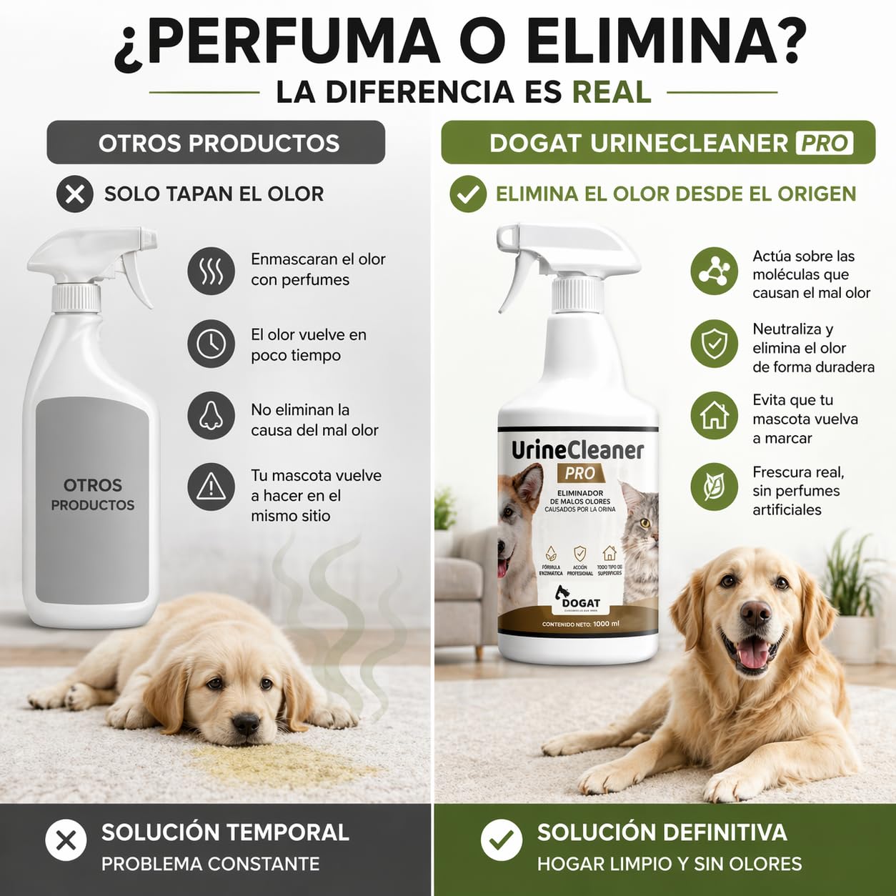 Eliminador Olor Orina Perro y Gato 1000 ml | Neutralizador Profesional de Malos Olores de Mascotas | Spray Limpiador Enzimático para Sofá, Suelo, Alfombra, Terraza y Césped Artificial