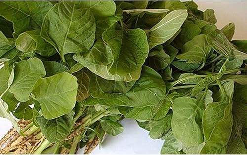 Miniatura 3 de Semillas de hoja redonda de amaranto verde - Cosechadas 30 días después de la siembra muy tiernas (100 - semillas)