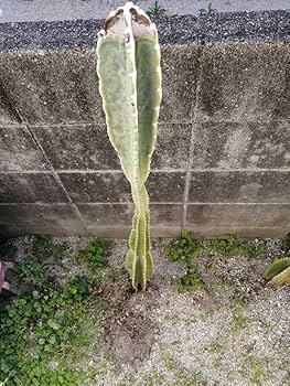 越冬済み　柱サボテン 10頭発根　サボテンブランチ　ロストラータ　メキシコ 越冬済み 柱サボテン 10頭発根 サボテンブランチ ロストラータ