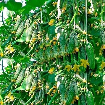 100pcs Seeds Rare Cucumber Titus F1 45 Days Early Pickling Vegetable for Planting Non GMO